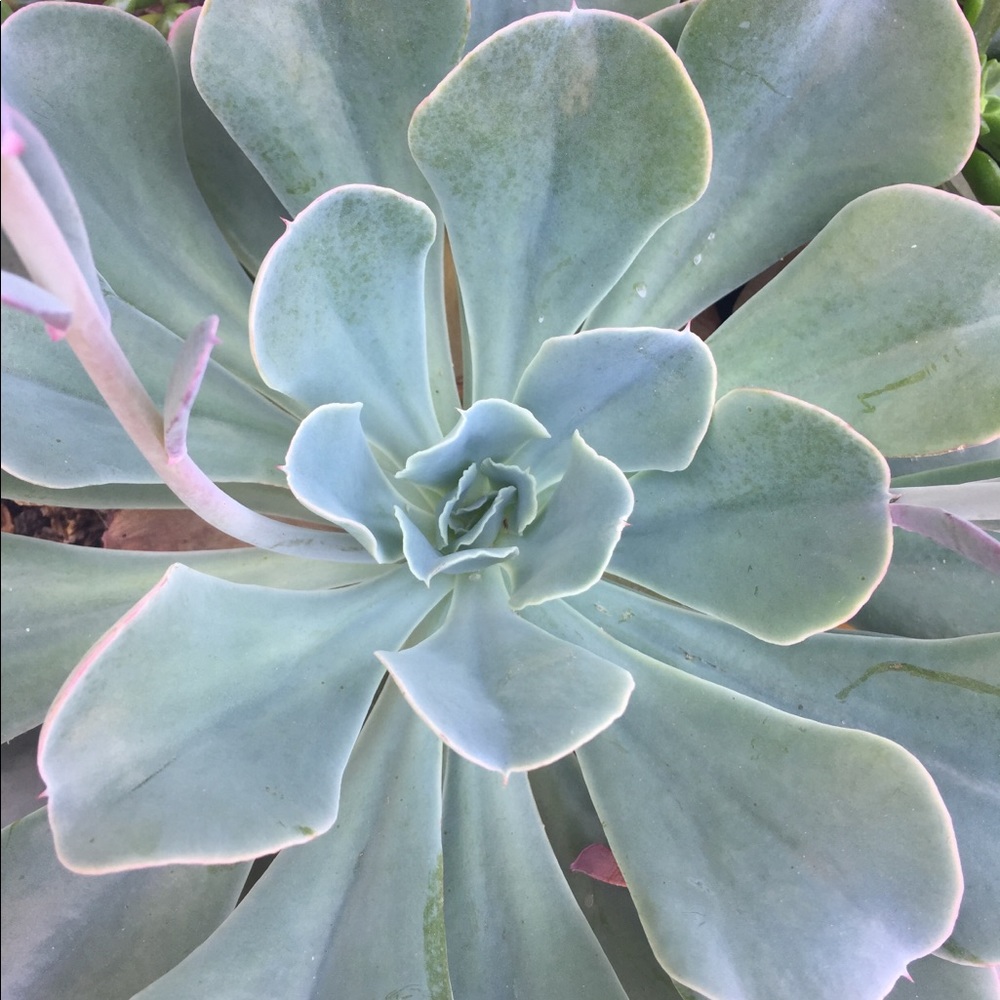 Meet your Posher, Anne